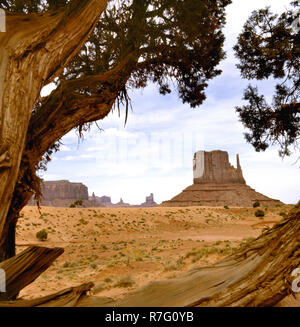 Arbre Sec sur le côté dans la vallée de monument Banque D'Images