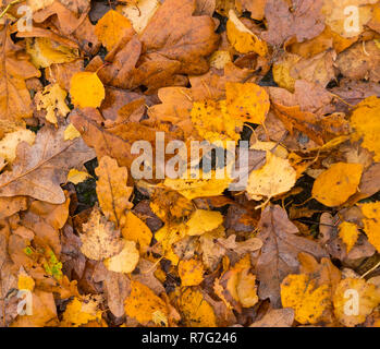Les feuilles d'automne sur un lumineux nombre de jour 3732 Banque D'Images