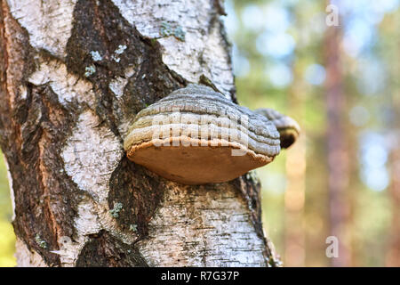 Old dead bouleaux dans la forêt avec un champignon. Banque D'Images