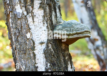 Old dead bouleaux dans la forêt avec un champignon. Banque D'Images