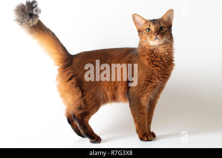 Somali Cat ruddy couleur sur fond blanc Banque D'Images