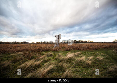 Arbre en paysage sparce Banque D'Images