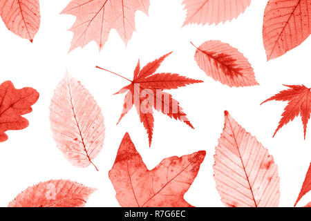 Beaucoup de feuilles aux couleurs automnales isolé sur fond blanc. Banque D'Images