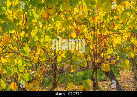 Le vignoble et dans la vallée de la Moselle, Grand-duché de Luxembourg, Europe Banque D'Images