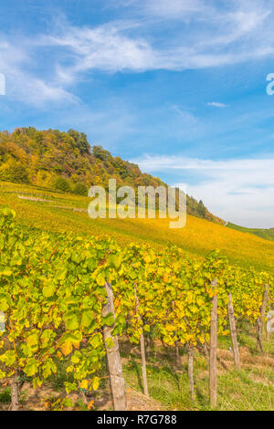 Le vignoble et dans la vallée de la Moselle, Luxembourg, Grand-Duché de Luxembourg, Europe Banque D'Images