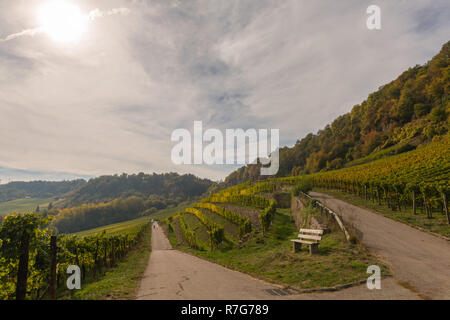 Le vignoble et dans la vallée de la Moselle, Luxembourg, Grand-Duché de Luxembourg, Europe Banque D'Images