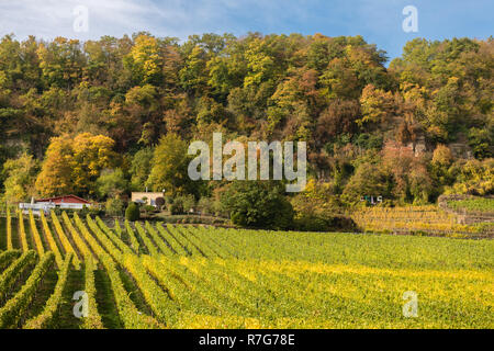 Le vignoble et dans la vallée de la Moselle, Luxembourg, Grand-Duché de Luxembourg, Europe Banque D'Images