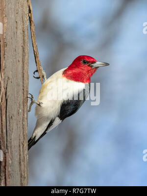 Pic à tête rouge (Melanerpes erythrocephalus) des profils à autour, Iowa, États-Unis Banque D'Images