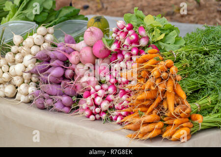 Les carottes fraîchement cueillies, radis, betteraves et autres légumes-racines. Culture biologique par des agriculteurs locaux. Banque D'Images