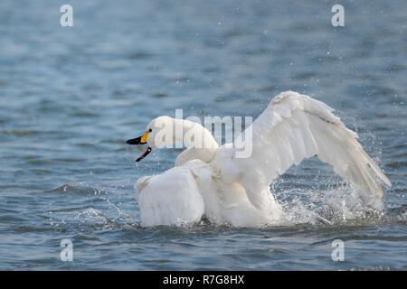 Le cygne de Bewick (Cygnus columbianus bewicki) echelle de battre des ailes sur la surface d'un lac d'eau douce, Gloucestershire, Royaume-Uni, février Banque D'Images