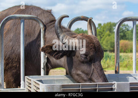 L'un de l'eau potable à partir de buffalo noir de la cuvette d'eau à l'extérieur Banque D'Images