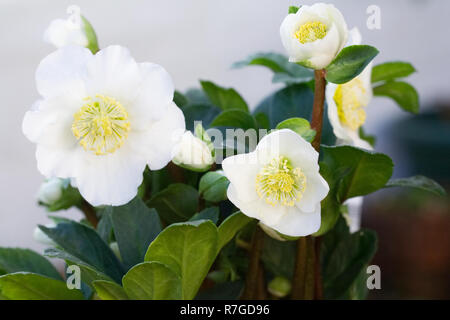 Helleborus niger 'Christmas Carol' fleurs. Banque D'Images