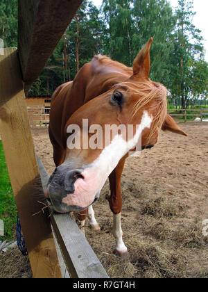 Cheval brun mignon drôle avec une bande blanche sur le museau des rayures face près de paddock en bois l'escrime Banque D'Images