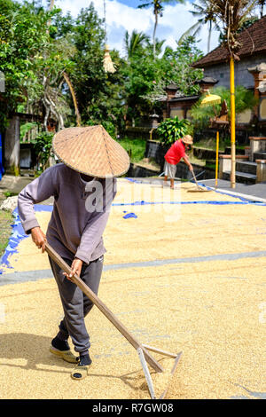 Une femme balinaise se propage la récolte de riz à sécher au soleil Banque D'Images