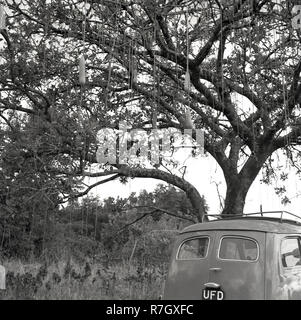 Années 1950, l'Afrique, les régions rurales de l'Ouganda, une voiture garée dans une "Yago", un Keigelia Africana, un arbre sauvage qui pousse dans de nombreuses régions d'Afrique subsaharienne. Souvent appelé 'sausage arbre" à cause de la forme des plantes, il a des propriétés médicinales et a été utilisé pour centries en phytothérapie. Banque D'Images