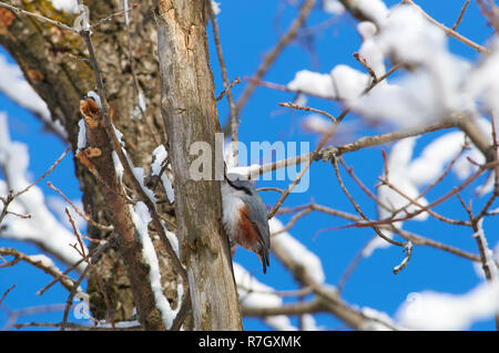 Sittelle à tête blanche (bois) est assis sur un tronc d'arbre dans la chasse de poser dans le parc de la forêt d'hiver. Banque D'Images