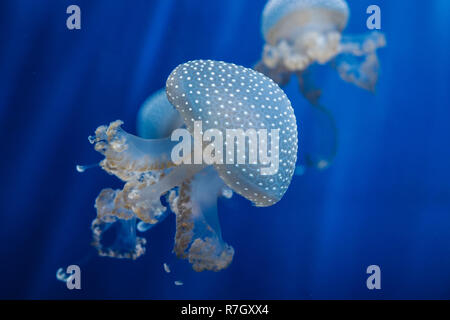 Les méduses swin en bleu de l'eau avec la lumière d'en haut. Nature Banque D'Images