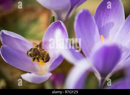 Bee recueille et exploite nectar de crocus, macro photo Banque D'Images