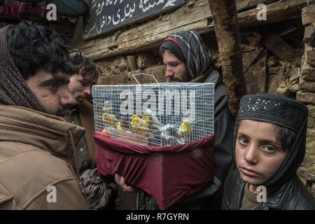 Les jeunes hommes à la Bird's Bazaar, Kaboul, province de Kaboul, Afghanistan Banque D'Images