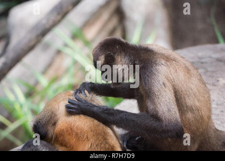 Singe araignée de Geoffroy (Ateles geoffroyi), alias le singe araignée aux mains noires. Banque D'Images