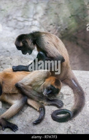 Singe araignée de Geoffroy (Ateles geoffroyi), alias le singe araignée aux mains noires. Banque D'Images