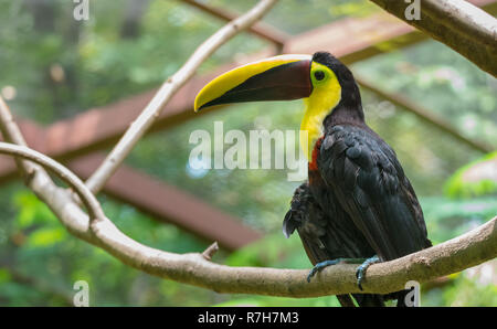 En fonction du Costa Rica ou châtaignier mandibled toucan de Swainson (Ramphastos ambiguus swainsonii). Sous-espèce du toucan à gorge jaune. Banque D'Images