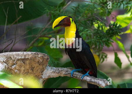 En fonction du Costa Rica ou châtaignier mandibled toucan de Swainson (Ramphastos ambiguus swainsonii). Sous-espèce du toucan à gorge jaune. Banque D'Images