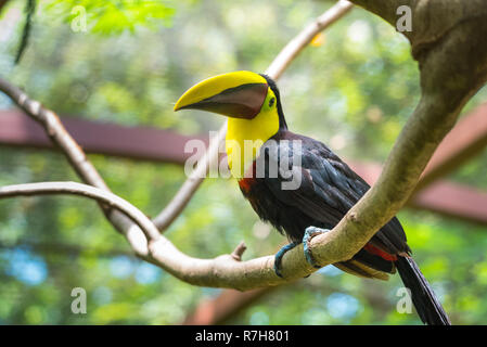 En fonction du Costa Rica ou châtaignier mandibled toucan de Swainson (Ramphastos ambiguus swainsonii). Sous-espèce du toucan à gorge jaune. Banque D'Images