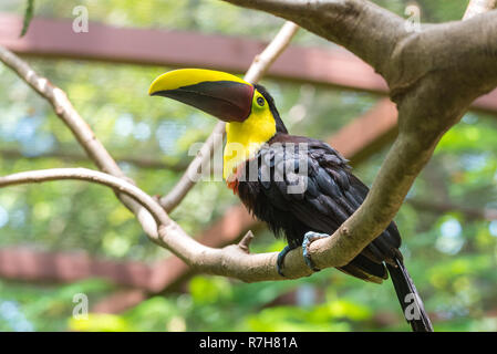 En fonction du Costa Rica ou châtaignier mandibled toucan de Swainson (Ramphastos ambiguus swainsonii). Sous-espèce du toucan à gorge jaune. Banque D'Images
