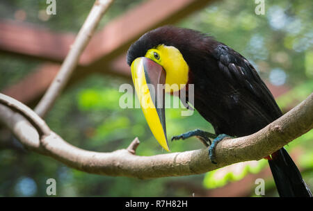 En fonction du Costa Rica ou châtaignier mandibled toucan de Swainson (Ramphastos ambiguus swainsonii). Sous-espèce du toucan à gorge jaune. Banque D'Images