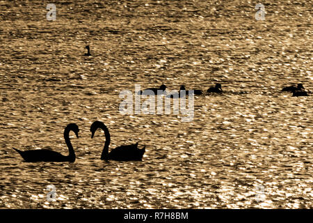 Rutland Oakham 9 décembre 2018 Cygnes ; contre le soleil d'or sur l'eau après une journée de ciel bleu, de la faune et de couleurs d'or, au coucher du soleil Une journée d'automne. Clifford Norton Alamy Live News. Banque D'Images