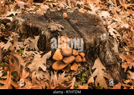 Les champignons d'automne sur l'écorce des arbres entourés de feuilles sèches Banque D'Images