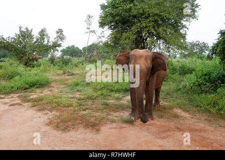 Photo Gros plan d'un éléphant d'Asie à l'intérieur de la nation Udawalawe Banque D'Images