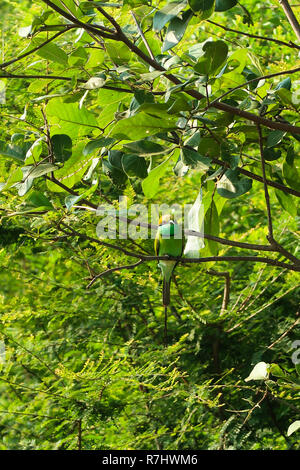 Green Bee eater, vu dans le parc national de udawalawe, Sri Lanka Banque D'Images