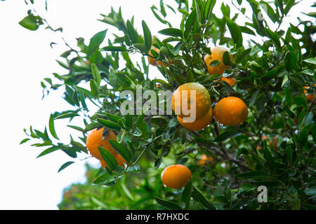 Ville de Paphos, à Chypre. Arbre généalogique mandarins avec orange agrumes. Photo de voyage 2018, décembre. Banque D'Images