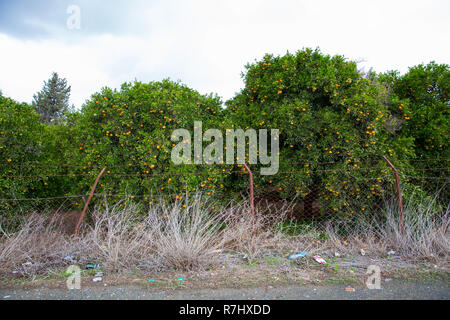 Ville de Paphos, à Chypre. Arbre généalogique mandarins avec orange agrumes. Photo de voyage 2018, décembre. Banque D'Images