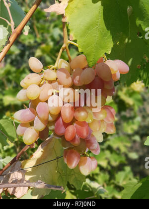 Les raisins de table rose sur la vigne. Gros plan de la grappe de raisin dans la lumière du soleil. Banque D'Images