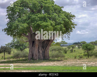 Lone Baobab (Adansonia digitata). Cet arbre se trouve dans les régions chaudes et sèches de l'Afrique subsaharienne. Il a un grand coffre pour le stockage de l'eau. Photo Banque D'Images
