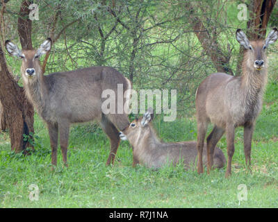 Femme Ellipsen Waterbuck (Kobus ellipsiprymnus) Waterbucks sont grandes antilopes qui se trouvent à proximité de l'eau dans les prairies et les savanes du sud Banque D'Images