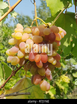 Les raisins de table rose sur la vigne. Gros plan de la grappe de raisin dans la lumière du soleil. Banque D'Images