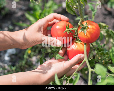 La récolte de tomates. Les mains des femmes de tomates préparation usine. Banque D'Images