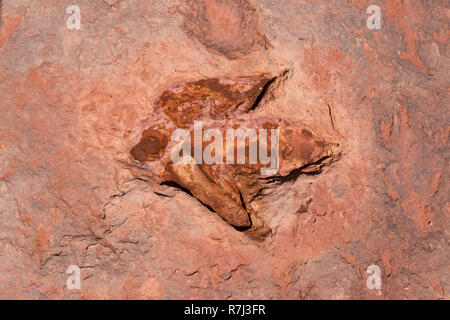 Moenkopi dinosaures ces traces de dinosaures ont été formés dans la période jurassique précoce, d'environ 200 millions d'années et ont été vérifiés par Banque D'Images