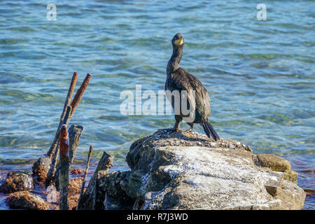 European shag shag ou conjoint (Phalacrocorax aristotelis) est une espèce de cormoran. Elle se reproduit autour de la côtes rocheuses de l'ouest et du sud de l'Europe, Banque D'Images