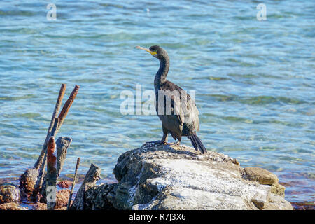 European shag shag ou conjoint (Phalacrocorax aristotelis) est une espèce de cormoran. Elle se reproduit autour de la côtes rocheuses de l'ouest et du sud de l'Europe, Banque D'Images