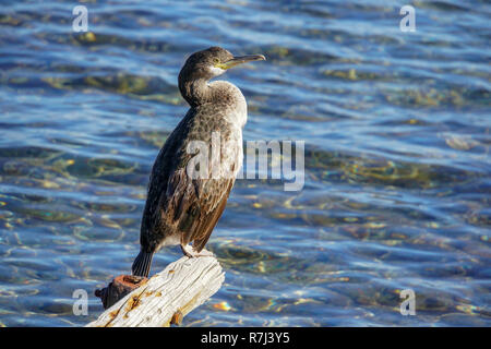 European shag shag ou conjoint (Phalacrocorax aristotelis) est une espèce de cormoran. Elle se reproduit autour de la côtes rocheuses de l'ouest et du sud de l'Europe, Banque D'Images