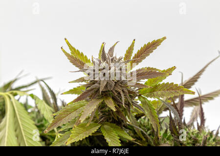 Plan Macro sur Black Lotus Kush strain. Banque D'Images