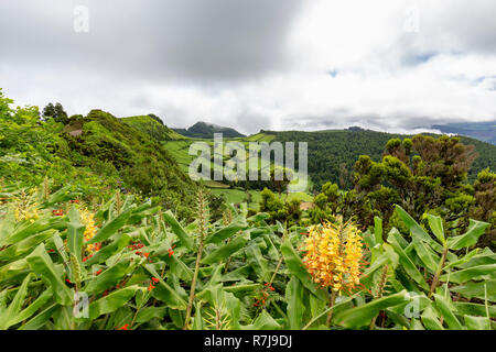 Les pâturages et les plantes tropicales sur le bord de la caldeira de Sete Cidades sur Sao Miguel. Banque D'Images