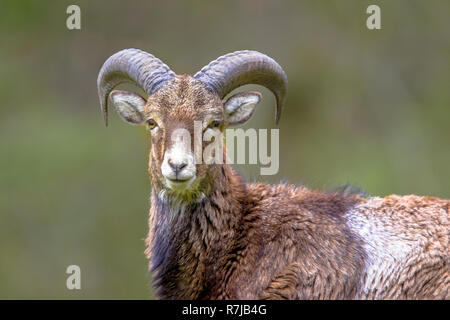 Close up vue avant de l'homme Mouflon (Ovis gmelinii) moutons debout sur une colline dans la forêt et à la recherche à l'appareil photo avec le contact avec les yeux Banque D'Images