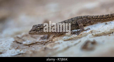 Kotschy Cyrtopodion kotschyi du gecko () posant sur rock de couleur claire Banque D'Images