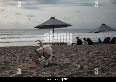Un chien de mordre un autre chien sur la plage Banque D'Images